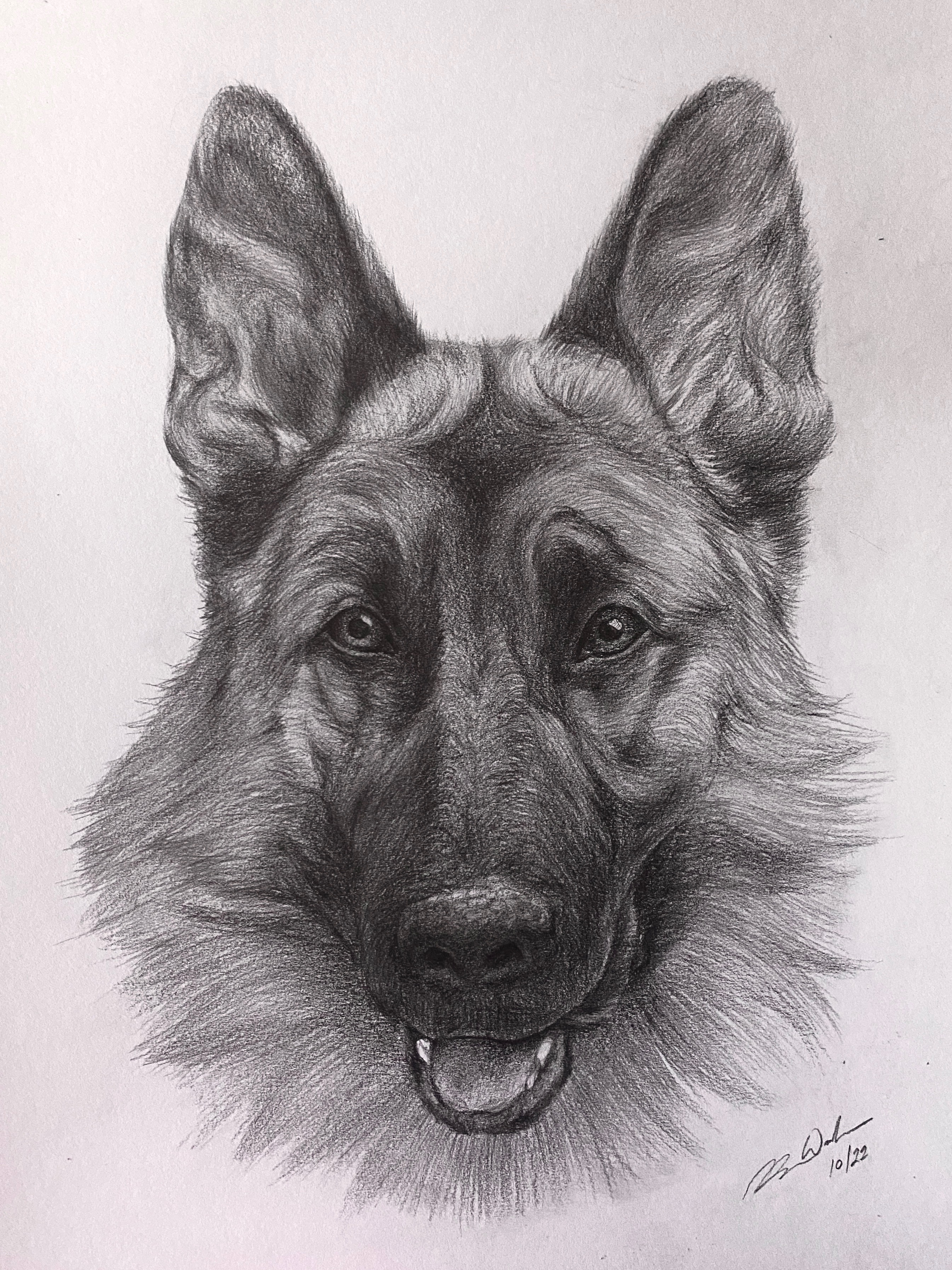 Realistic graphite pencil portrait of a German Shepherd dog by Seattle artist Ben Woodman, custom pet portrait commission